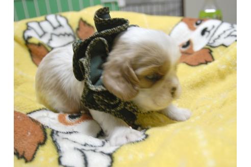 成約済の埼玉県のキャバリアキングチャールズスパニエル-52512の4枚目